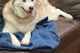 Siberian Husky Siberian Husky