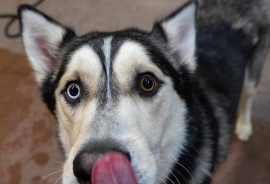 Husky