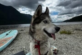 Siberian Husky