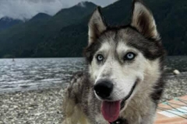 Siberian Husky