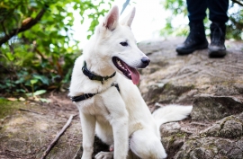 Siberian Husky