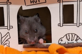Hamster