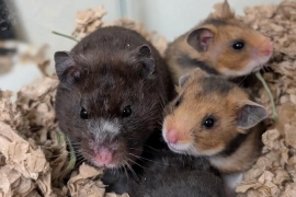 Hamster