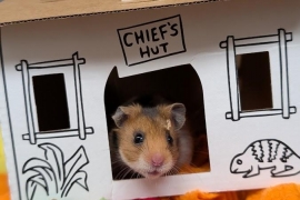 Hamster