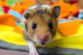 Hamster Hamster