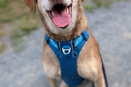 Chesapeake Bay Retriever
