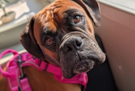 Boxer