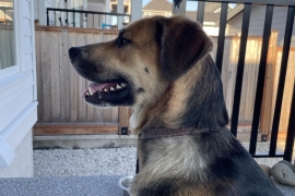 German Shepherd Dog