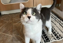 Domestic Short Hair