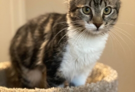 Domestic Medium Hair