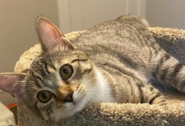 Domestic Short Hair