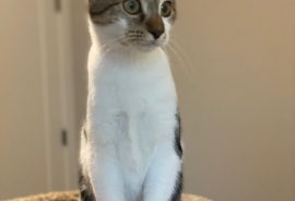 Domestic Short Hair