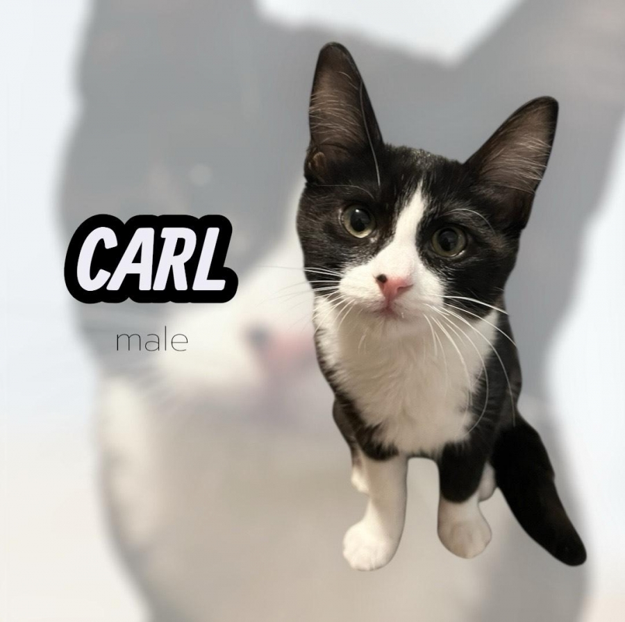 Domestic Short Hair
