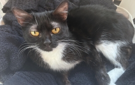 Domestic Short Hair