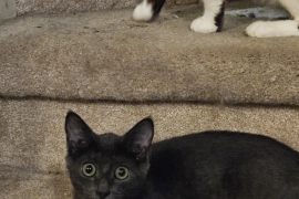 Domestic Short Hair