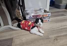 Domestic Short Hair
