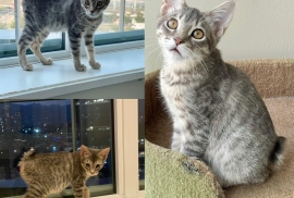 Domestic Short Hair