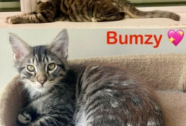 Domestic Medium Hair