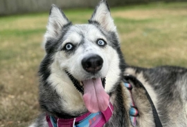Siberian Husky