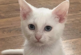 Domestic Short Hair