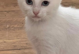 Domestic Short Hair