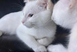 Domestic Short Hair