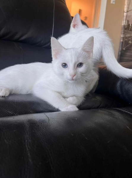 Domestic Short Hair