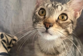 Domestic Short Hair