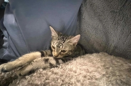Domestic Short Hair