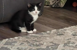 Domestic Short Hair