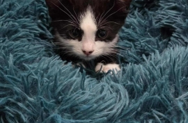 Domestic Short Hair