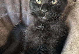 Domestic Short Hair