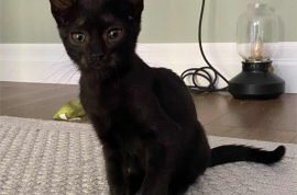 Domestic Short Hair