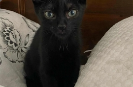 Domestic Short Hair