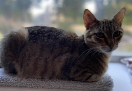 Domestic Short Hair