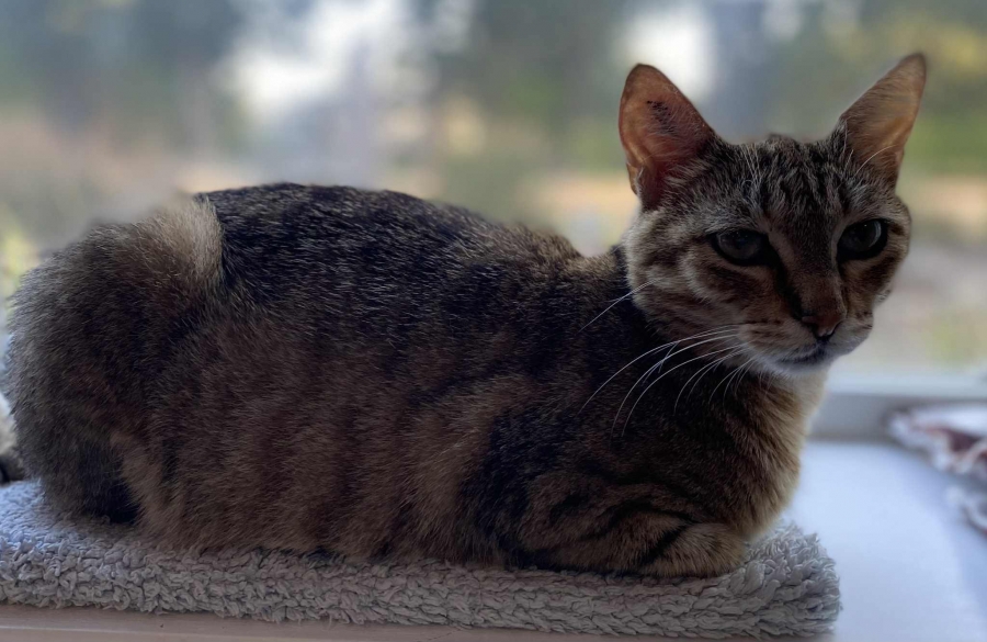 Domestic Short Hair