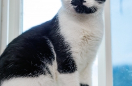 Domestic Short Hair