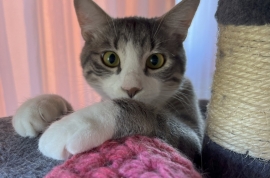 Domestic Short Hair