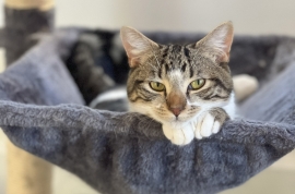 Domestic Short Hair