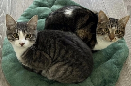 Domestic Short Hair