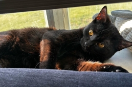 Domestic Short Hair
