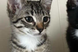 Domestic Short Hair