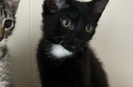 Domestic Short Hair