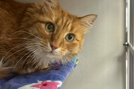 Tabby