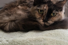 Domestic Medium Hair