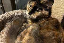 Domestic Medium Hair