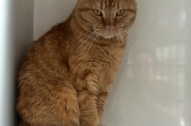 Tabby