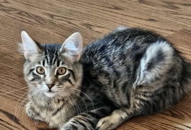 Domestic Medium Hair