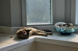 Domestic Medium Hair