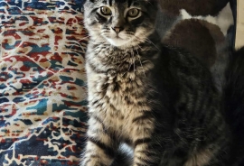 Domestic Medium Hair